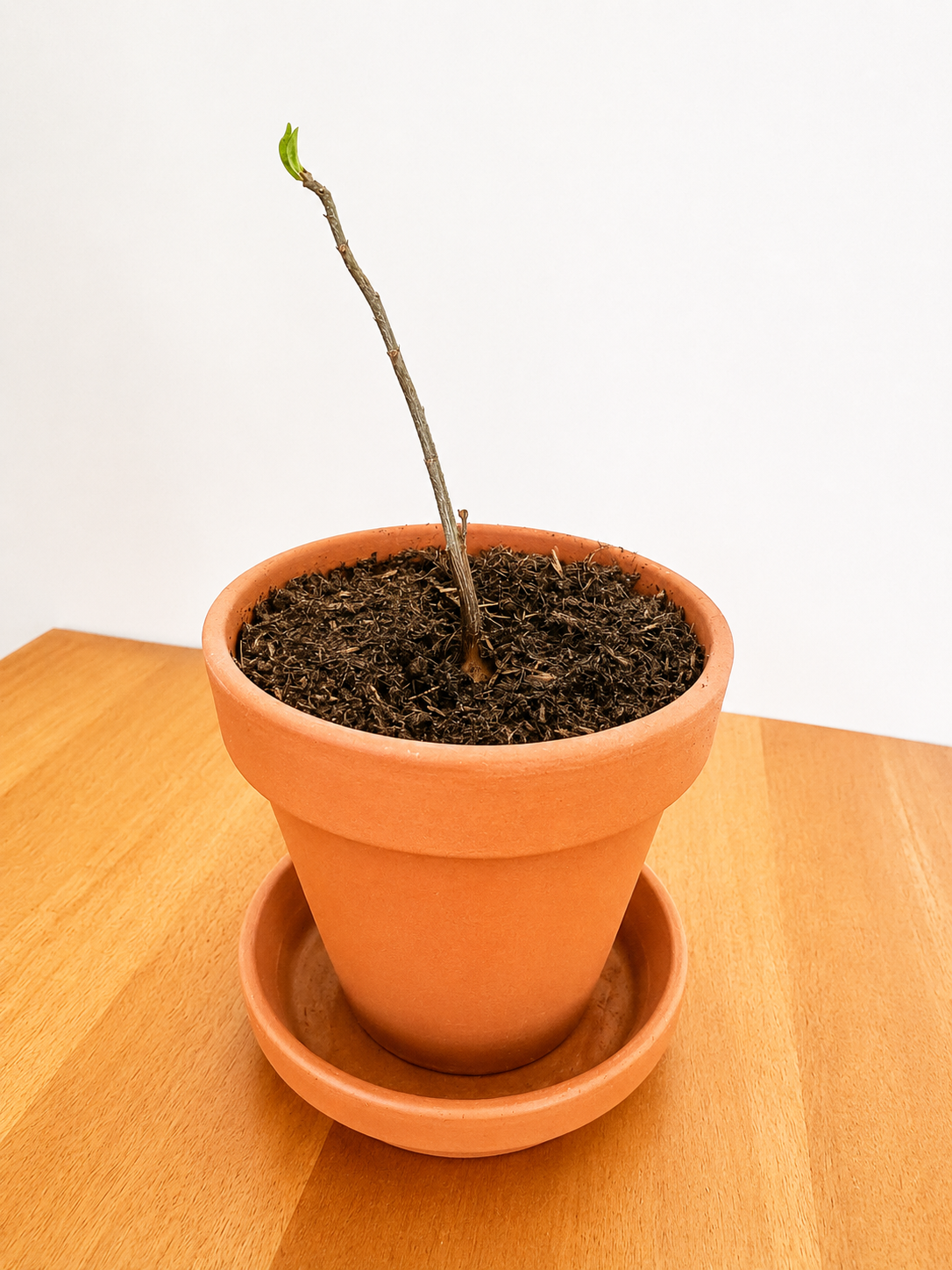 Baobab een jaar oud