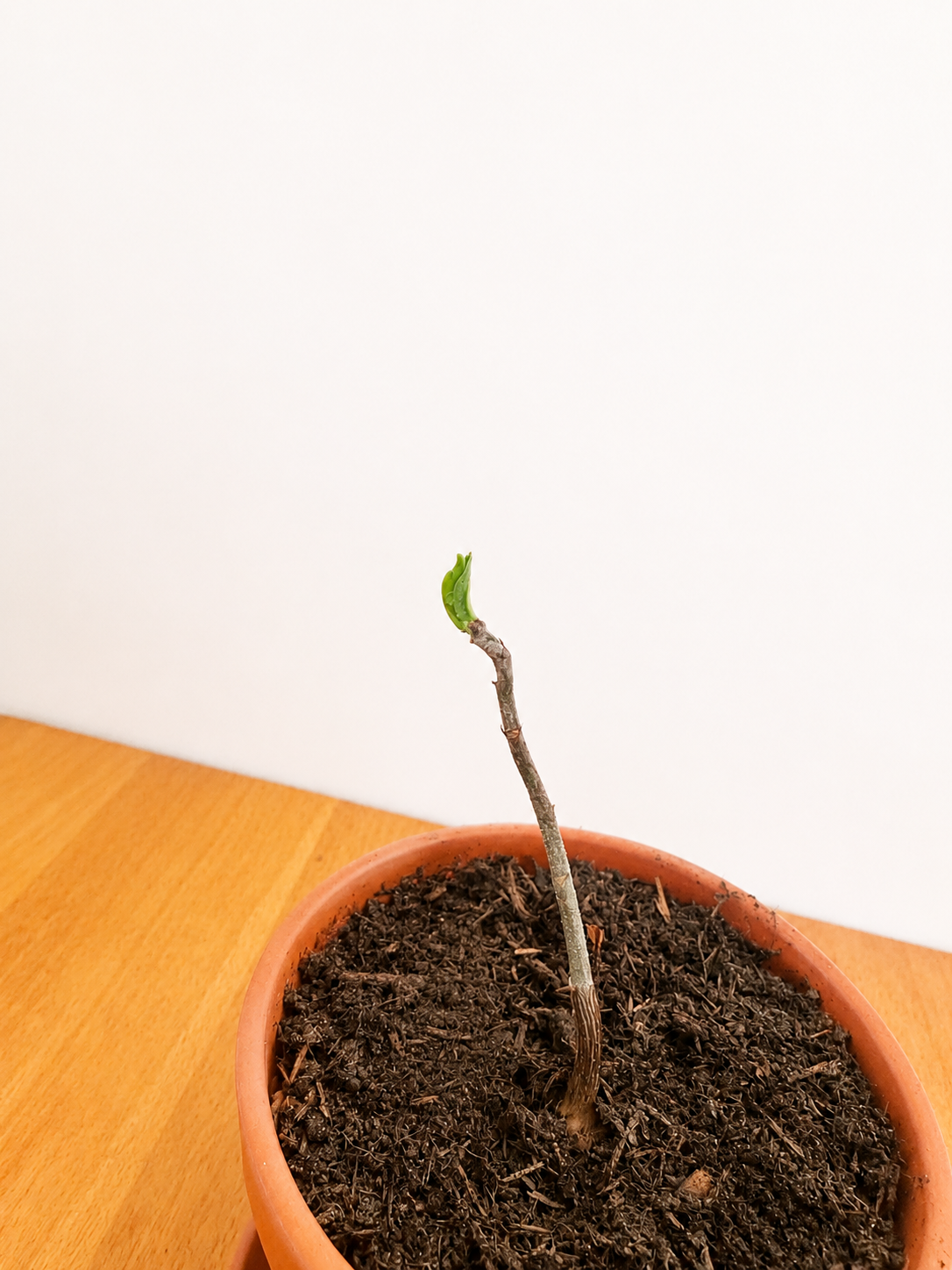 Baobab een jaar oud